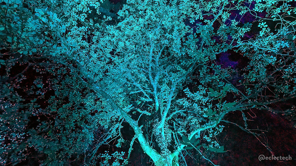 Photo looking up into the canopy of a large leafy tree, lit with a bright teal light from below, against a black sky.