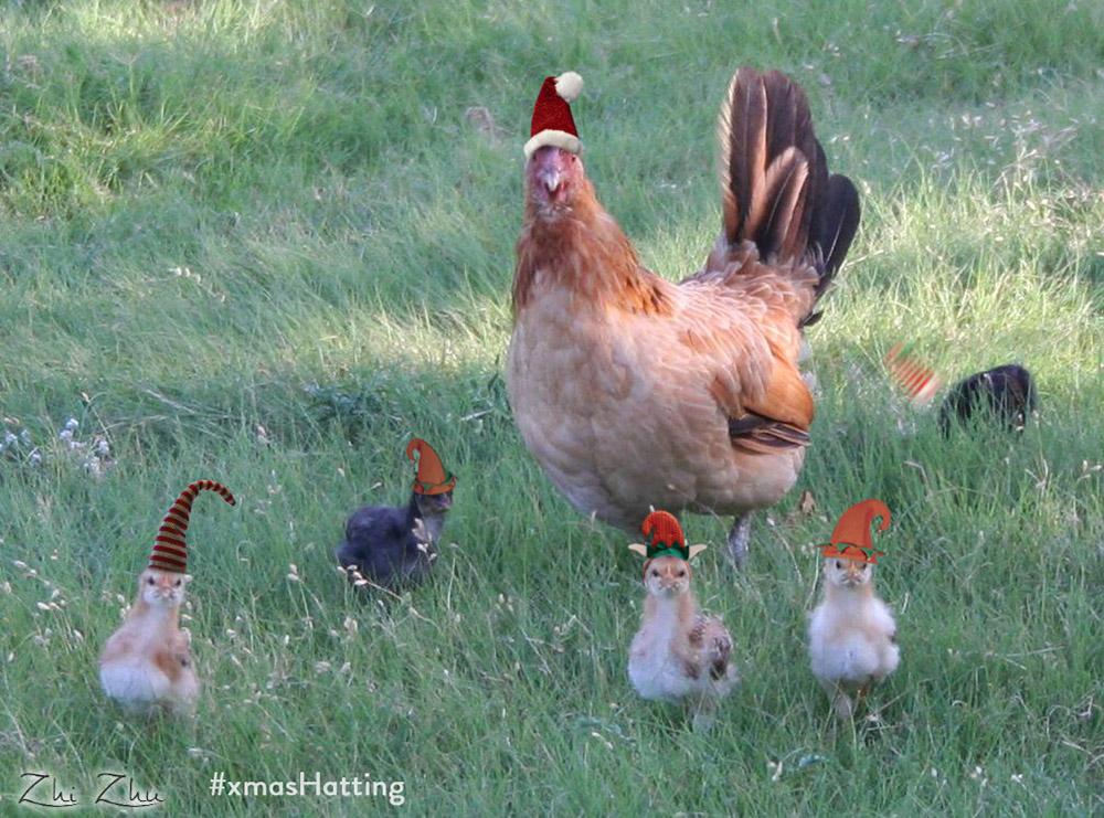 Original alt txt: An orange and black hen with three orange chicks and two black chicks on a field of grass.
My addition: The chicken now wears a tall Santa hat, and the chicks wear elves hats and, in one case, an elf headband.