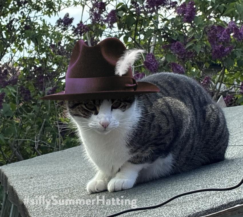 Original alt txt: A tabby cat sat on a shed roof
My addition: Lucas is now wearing a trilby hat, in a dark maroon / purple colour, with a white feather stuck in the hat band.