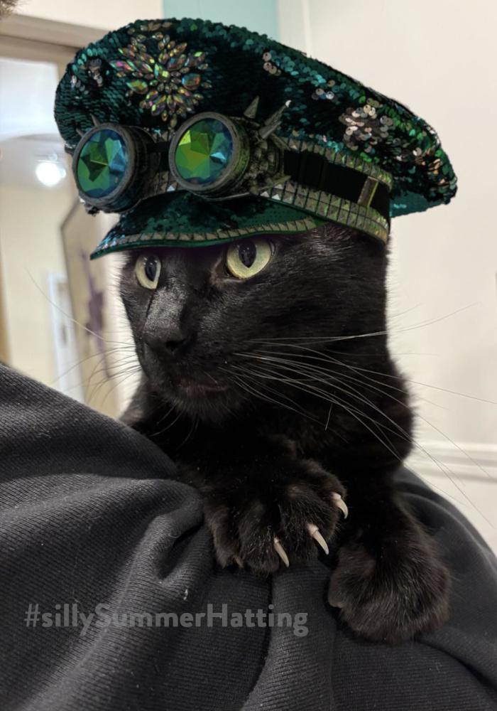 A black cat is peering up from behind a black fabric cover, paws and claws on display. He's looking to the left, and on his head is a sequinned peak cap, dark green, with faceted steampunk style round glasses on the front of the band.