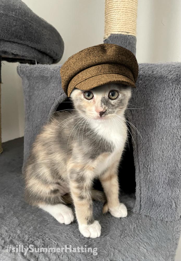 Original alt txt: A dilute calico kitten sitting on a cat tree perch
My addition: The delightful wee muffin is now wearing a mottled orange-brown peaked cap and looks super cute.