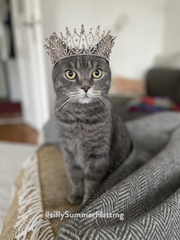 Original alt txt: Carlo the grey tabby waiting for his new summer hat. His strategy is looking piercingly into eclectech‘s eyes.
My addition: Carlo is now wearing a tall diamante tiara. He is REGAL.