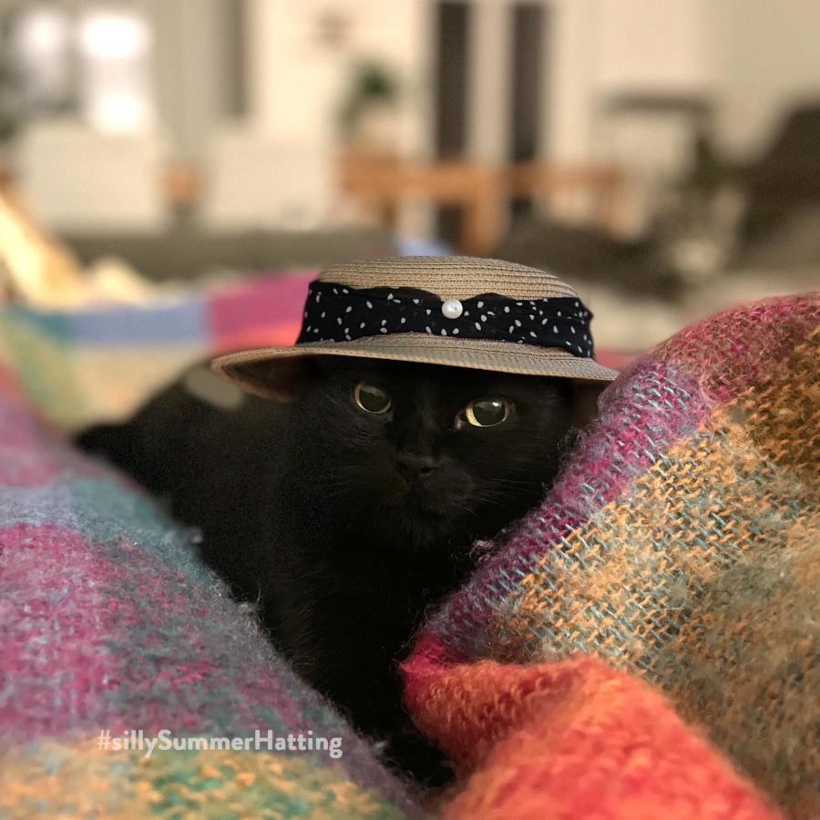 Original alt txt: black cat Pepe waiting patiently for his new summer hat. His strategy is a sympathetic gaze wrapped in a cuddly blanket. Who could not hat this cutie?
My addition: Pepe is now wearing a straw hat with a narrow brim and a black band around it with white dots on it and a pearl decorative clasp at the front.