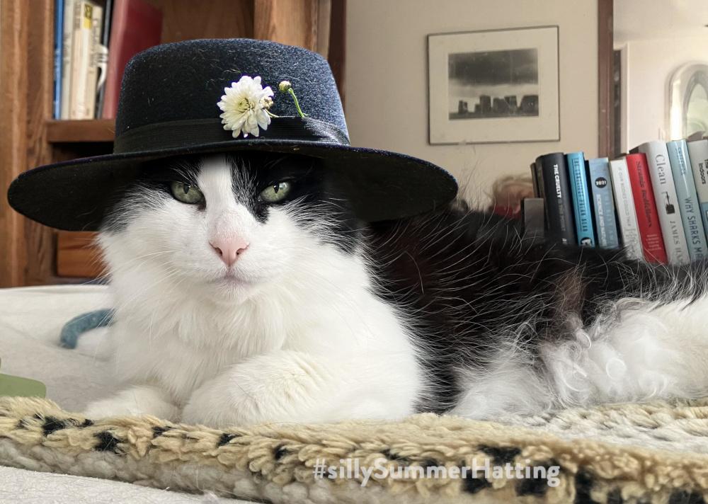 Original alt txt: A medium-hair tuxedo cat lying on a cat mat on a bed, looking intently into the camera.
My addition: Tennessee is now wearing a black, wide brimmed, felt hat with a multi-petalled white flower stuck in the hat band.