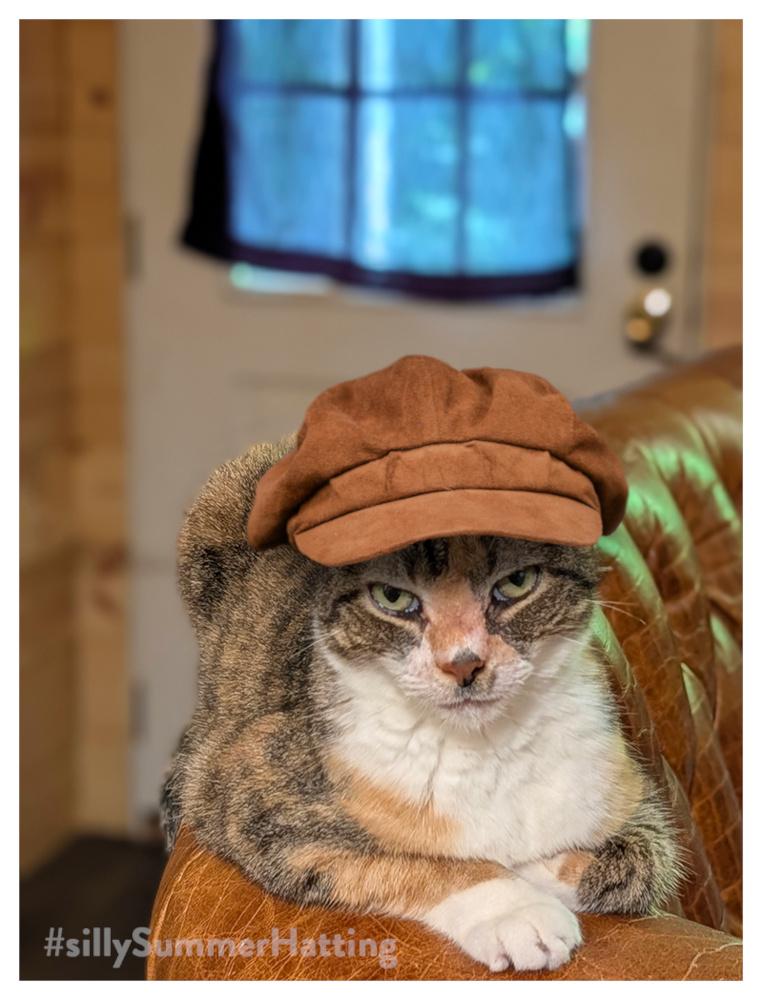 Original alt txt: a calico cat with white markings and green eyes lounges on the armrest of a tan leather couch, looking directly at the camera with a relaxed but serious expression. a white door and window with a dark curtain are blurred in the background.
My addition: Charlene is now wearing a tan suede baggy peaked cap.