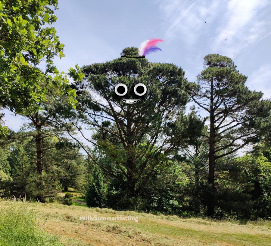 Original alt txt: A  tree that has a leaf canopy looking like a broad-brimmed hat.
My addition: The tree now has googly eyes and a smiling toothy mouth below the 'hat', and a band has been added to the hat, into which large pink white and purple feathers have been added.