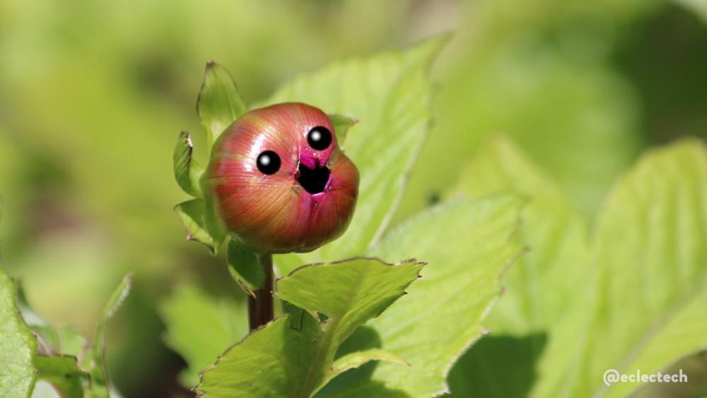 A photo of a closed flower bud surrounded by pale, sunlit green leaves. It is facing slightly to the right. I have added eyes, and darkened the centre so it has the appearance of an open mouth. It looks like it looking at something just out of frame, with delight.