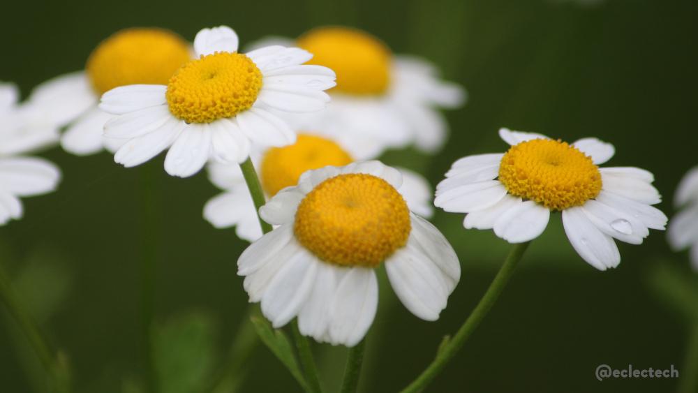 A close up photo of some feverfew flowers; your classic daisy. White petals in a single layer ring around a yellow centre. There are 6 flower heads in shot against a blurred dark green backdrop, but only a couple in focus. Drops of water are visible on some petals.